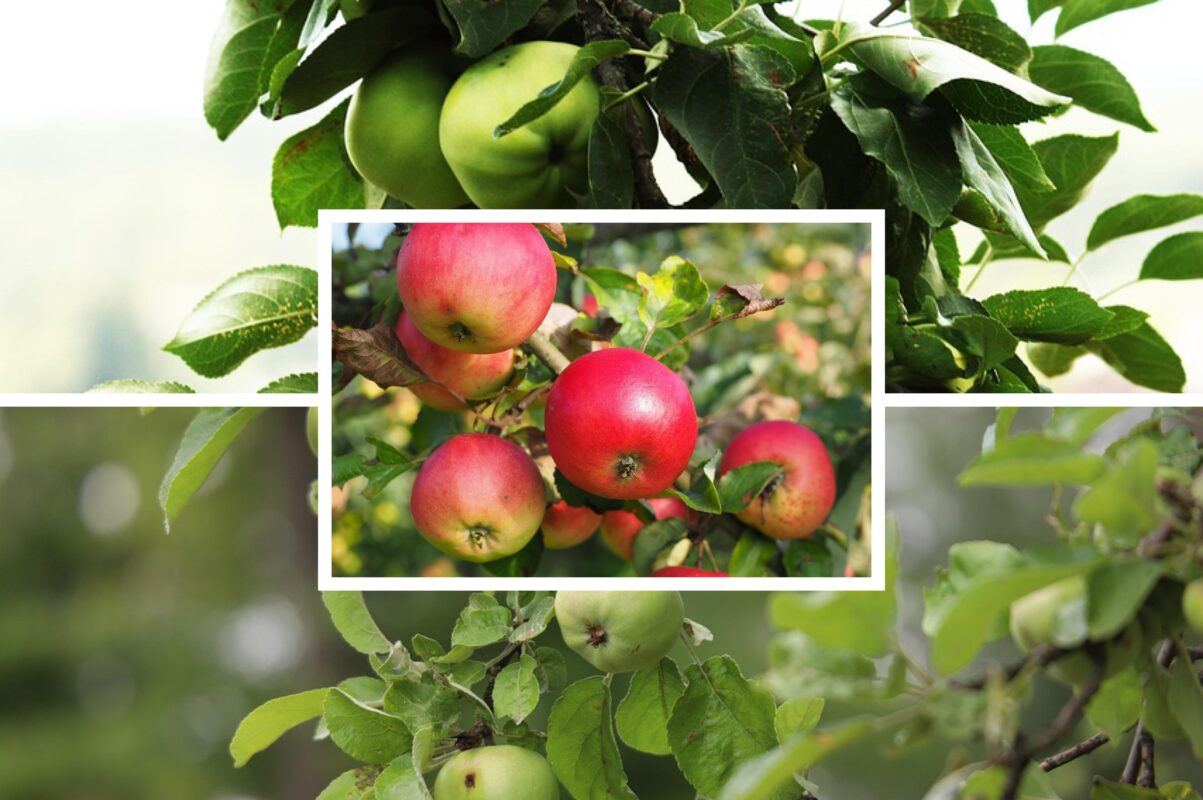 Агроном розповів, як правильно обрізати яблуні для урожайності