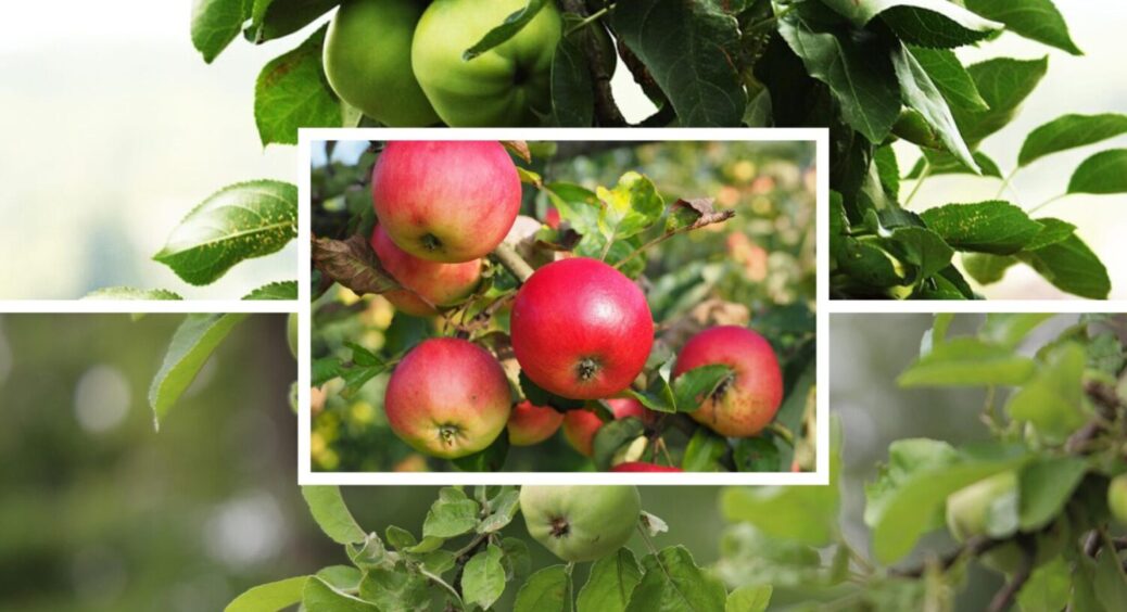 Наприкінці жовтня завжди обробляю яблуні цим складом: забуваю про паршу та плодожерку 