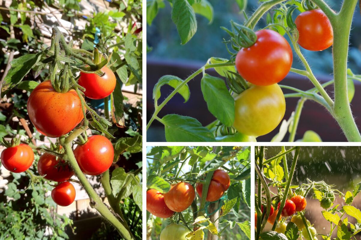 Городники назвали найкращі ранні сорти томатів: дають урожай за будь-якої погоди