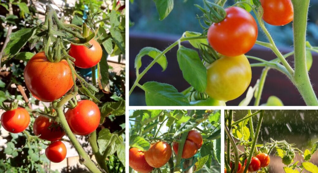 Ранній врожайний томат: цей сорт дає до 5 кг за раз – вирощую його на дачі у Харкові 
