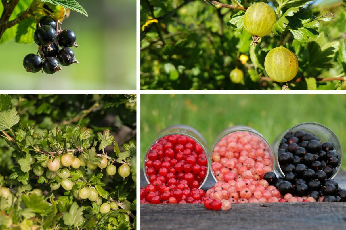 Садівники розповіли, що треба зробити зі смородиною та аґрусом восени 2025