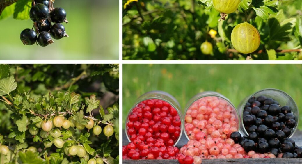 “СПА” для смородини, “детокс” для аґрусу: після плодоношення це потрібно кущам, щоб не хворіли 