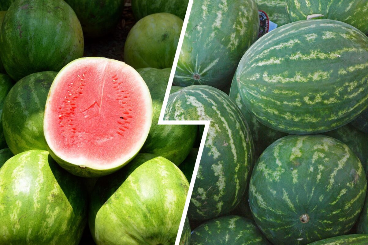 Агрономи назвали сорти кавунів, які дають рясний врожай за будь-яких умов