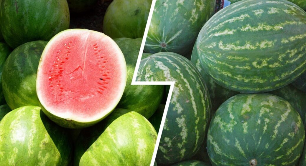 Новий рейтинг врожайності 2025-2026: ці 5 сортів кавунів перевершать всі очікування – чемпіони 