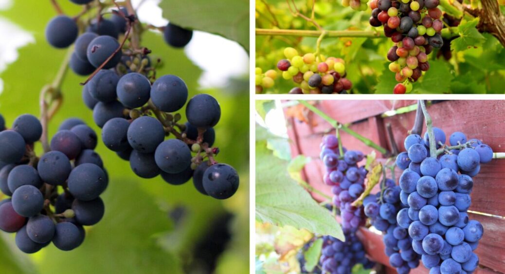 Ці 5 стабільно дають високий врожай: сорти винограду, які вродять і в спеку, і в холод 