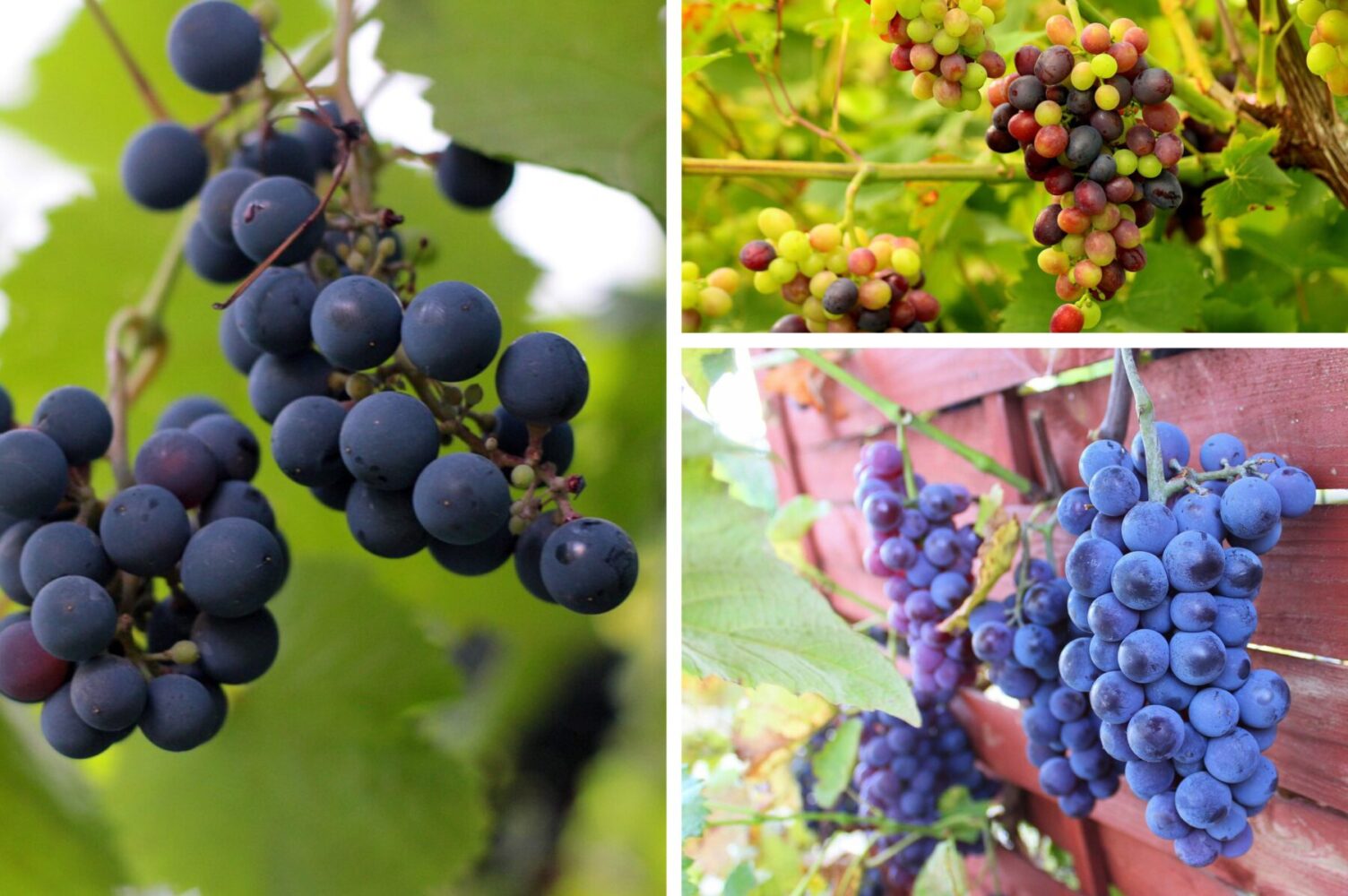 Агрономи розсекретили солодкі сорти винограду, які невибагливі у догляді