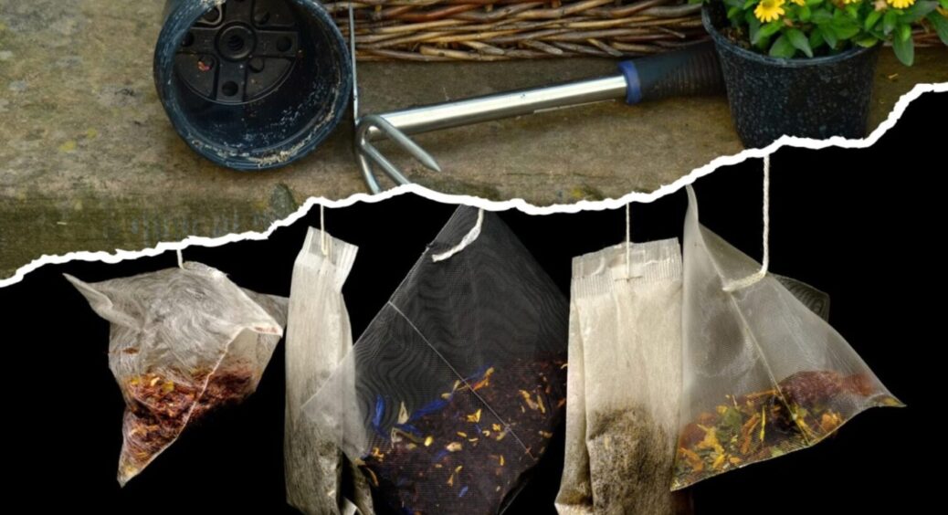 Замість хімії – чайні пакетики: бюджетне добриво для рослин з кухні – магічна підживка 2025 