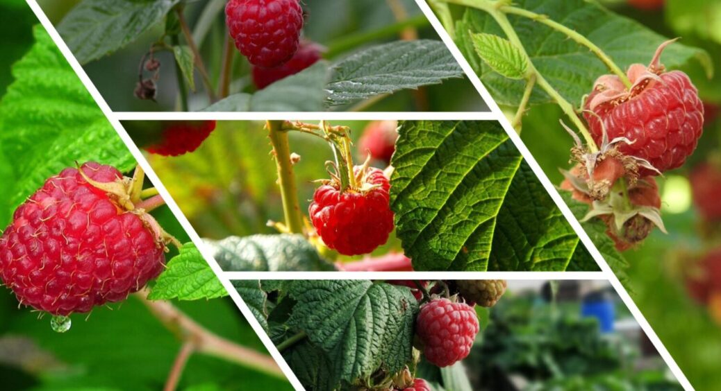 2 дії з малиною в жовтні – і в 2026-му рослина вродить ще більше – що внести під дерево 
