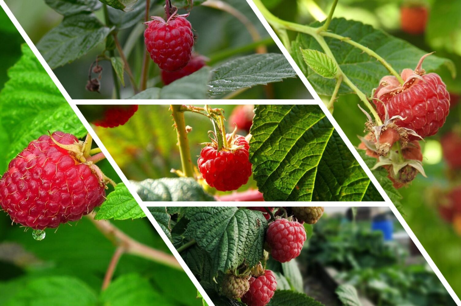 Садівники розповіли, що зробити з малиною восени, щоб врожай 2026 був рекордним