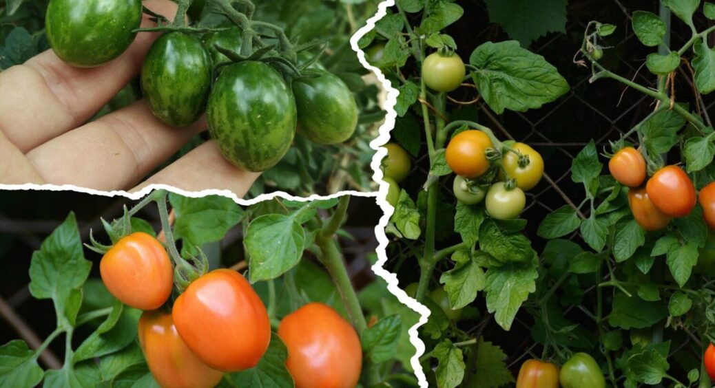 До покупок — в 1-шу чергу: знайдено фаворита серед урожайних томатів — не сорт, а казка 