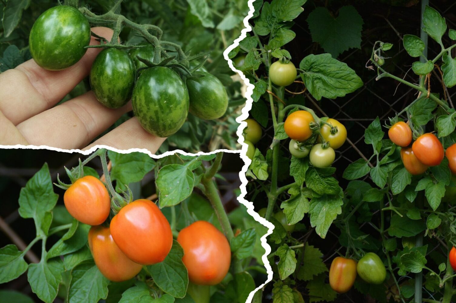 Агрономи назвали найбільш мʼясистий сорт помідорів, який легкий у вирощуванні