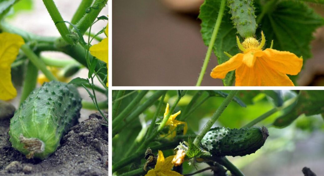 Тепер огірки саджаю тільки по-японськи: збираю величезний урожай хоч у холод, хоч у спеку 