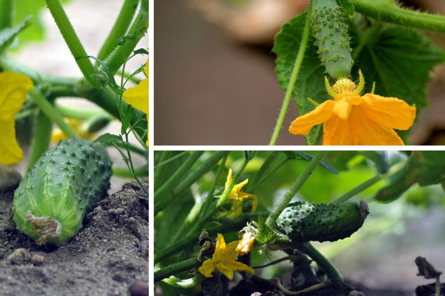 Городники розповіли, як збирати врожай огірків до самих заморозків