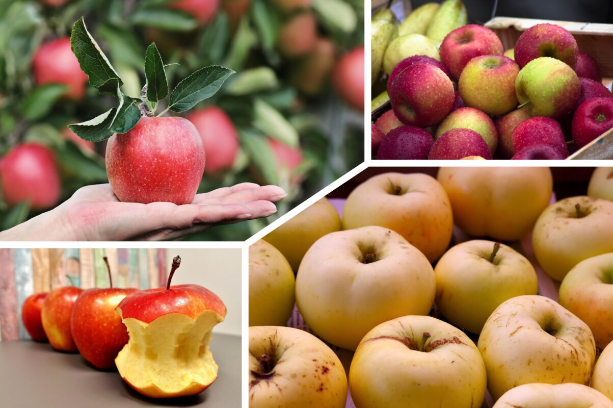Садівники розповіли секретний спосіб, як зберегти врожай яблук цілим до весни