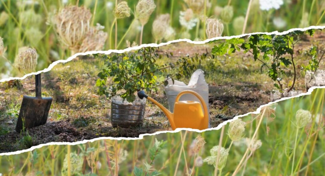 Не чекайте весни 2026: ця 1 дія із бур’янами обов’язкова в жовтні 2026 для ідеальних грядок 