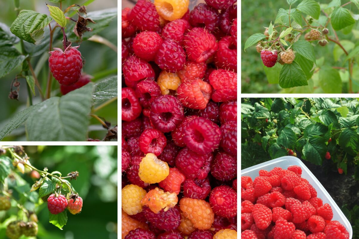 Садівники розповіли, як правильно вирощувати малину, щоб збирати рекордні врожаї