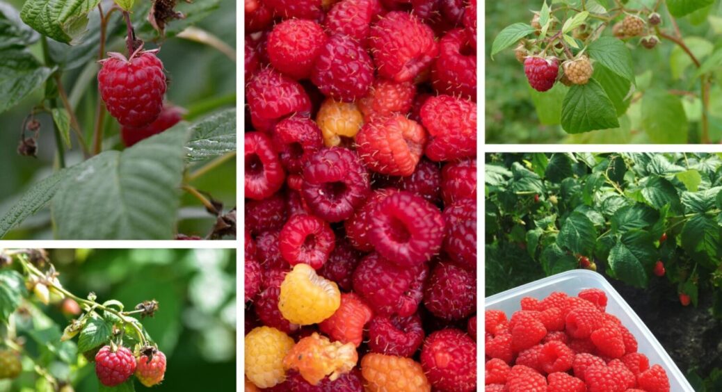 4 відра малини з 1 квадратного метра: проста схема вирощування кущів по-хмельницьки 