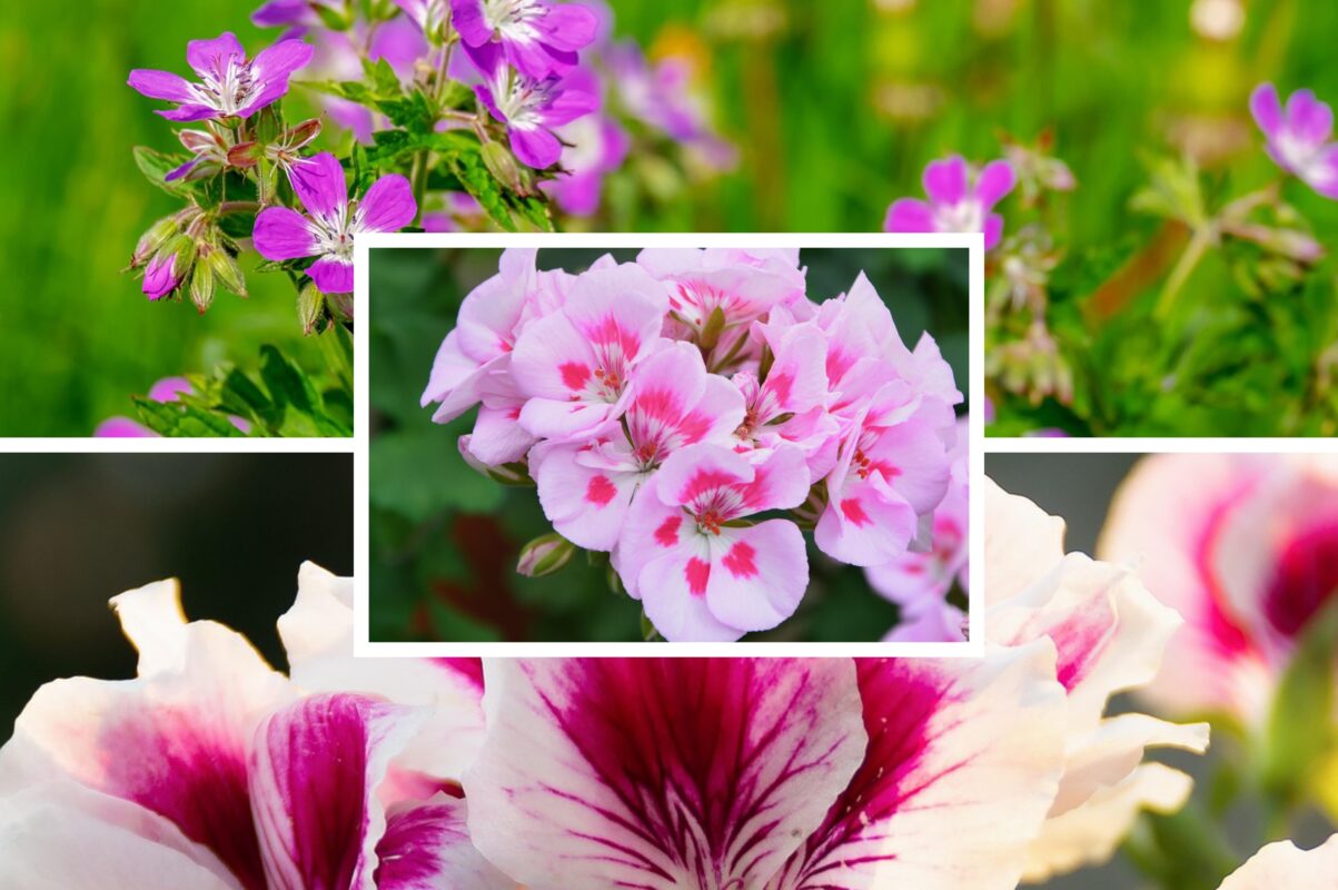 Квітникарі розповіли, чим підживити герань восени для рясного цвітіння