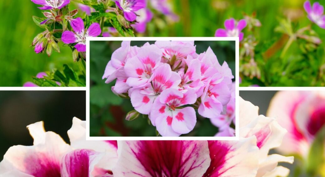 1 дія восени, і герань йде в зиму здоровою та пишною: працює навіть з рідкісними сортами 