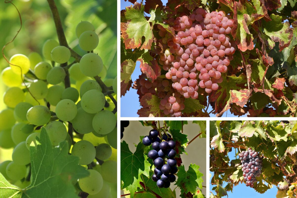 Садівники розповіли, що зробити з виноградом перед зимою 2025-2026