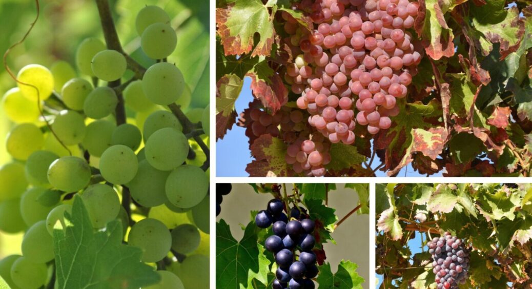 1 дія з виноградом – і МЕГА врожай гарантований! Обовʼязково зробіть ЦЕ з рослиною восени 2025 
