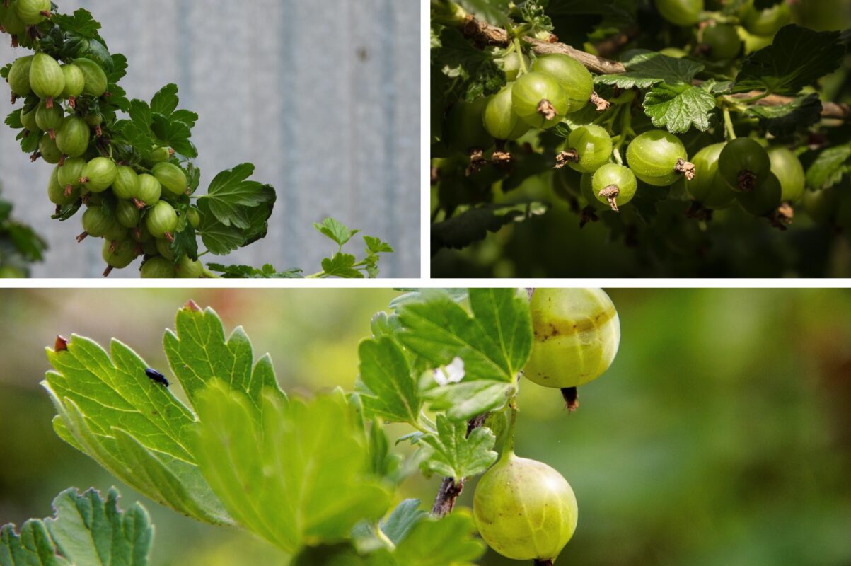 Садівники розповіли, як правильно проводити обрізку аґрусу восени 2025