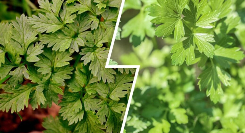 Не підводять мене, не підведуть і вас: обираю двійку надійних сортів петрушки – ароматна і ніжна 