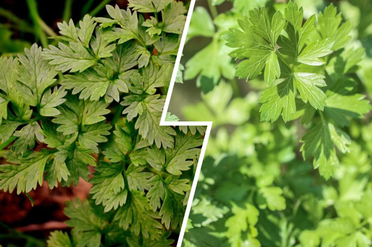 Городники розповіли, як правильно посіяти петрушку під зиму