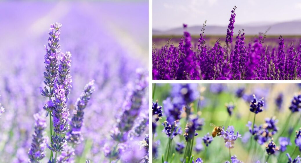 1 прийом з лавандою – і цвісти буде ще рясніше: завжди роблю це з рослиною восени 