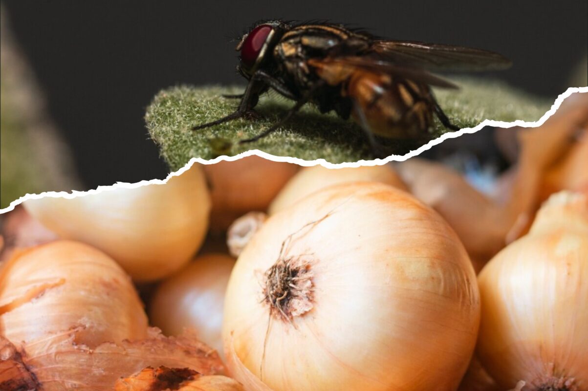 Городники розповіли, як захистити рослини від цибулевої мухи восени