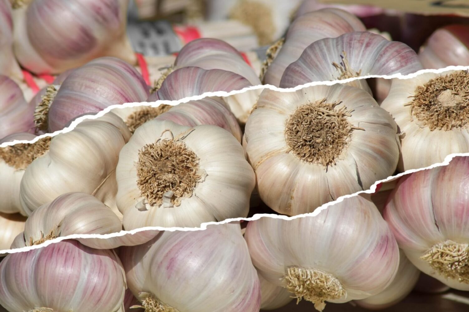 Городники розповіли, що внести в лунку під час посадки часнику восени