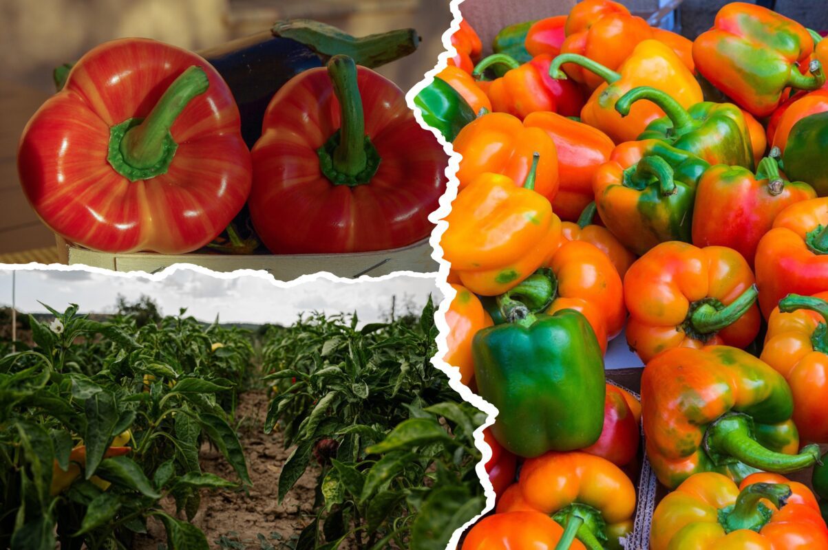 Агроном розповів, який сорт перців обрати для вирощування