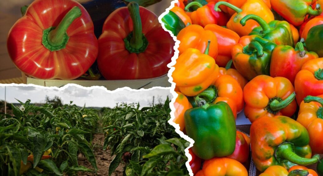 1 нюанс, і перці виростають по 15 см діаметром: мʼясисті і соковиті – як у Житомирі 