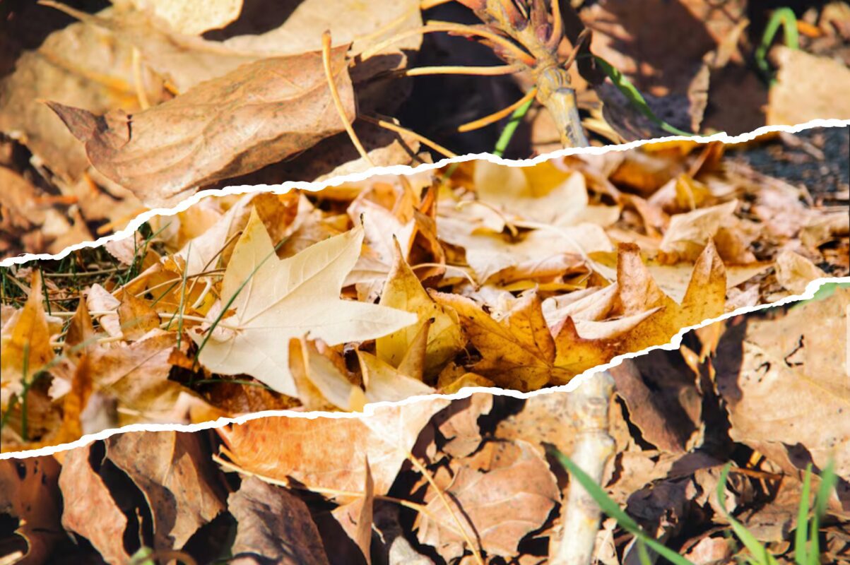 Городники розповіли, опале листя яких дерев не можна використовувати