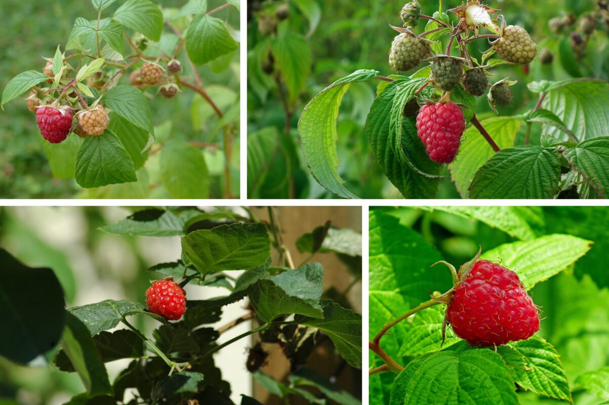 Садівники назвали найсолодший сорт малини, який стабільно дає рясний врожай