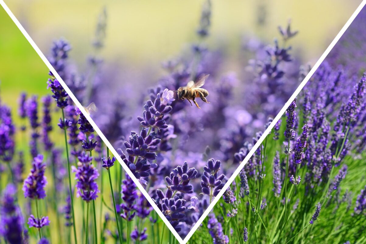 Садівники розповіли, що треба зробити з лавандою в жовтні 2025 для пишного цвіту