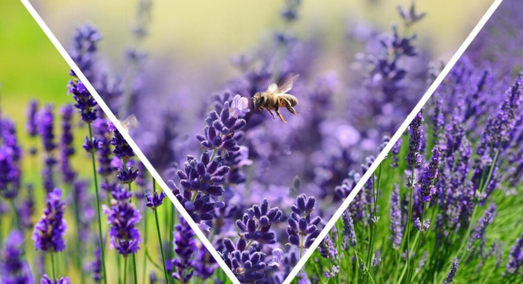 Весь 2026-й буде цвісти 24/7: ось що роблю з лавандою кожного жовтня – обовʼязкова процедура 