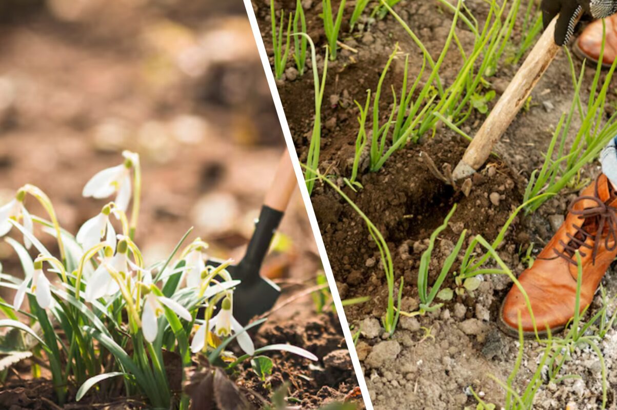 Городники розповіли, як врятувати грядки від морозів восени 2025