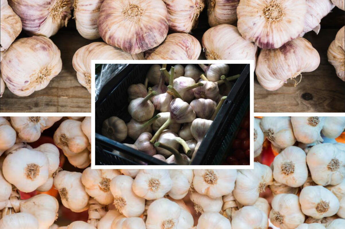 Агрономи назвали найкращі дні для посадки озимого часнику в листопаді 2025