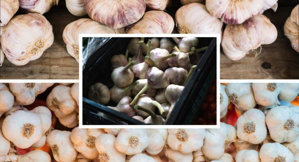 Встигніть до 10 листопада: 7 найкращих днів для посадки часнику під зиму восени 2025 