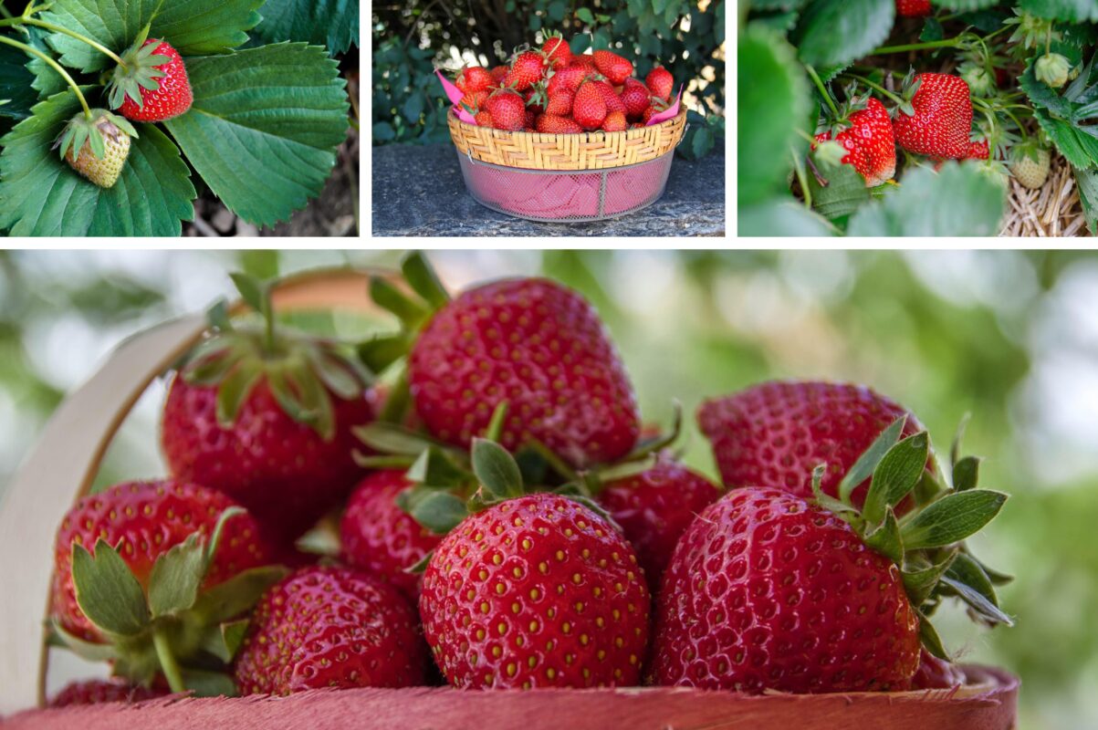 Садівники розсекретили помилки, через які полуниця не дає рясний врожай