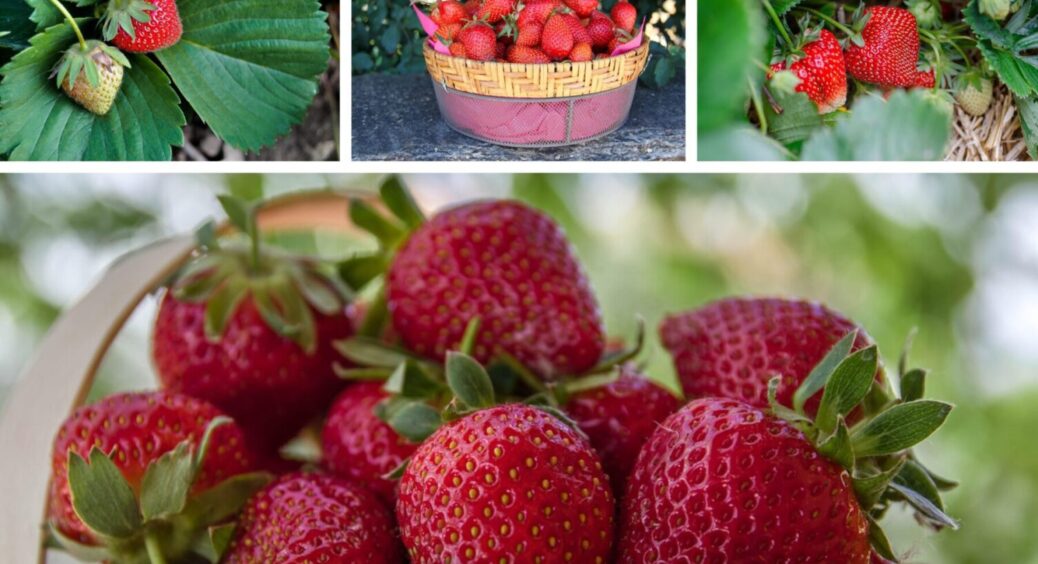 Ці 4 помилки роблять 99,9% дачників: ось чому полуниця не дає врожай великих і солодких ягід 