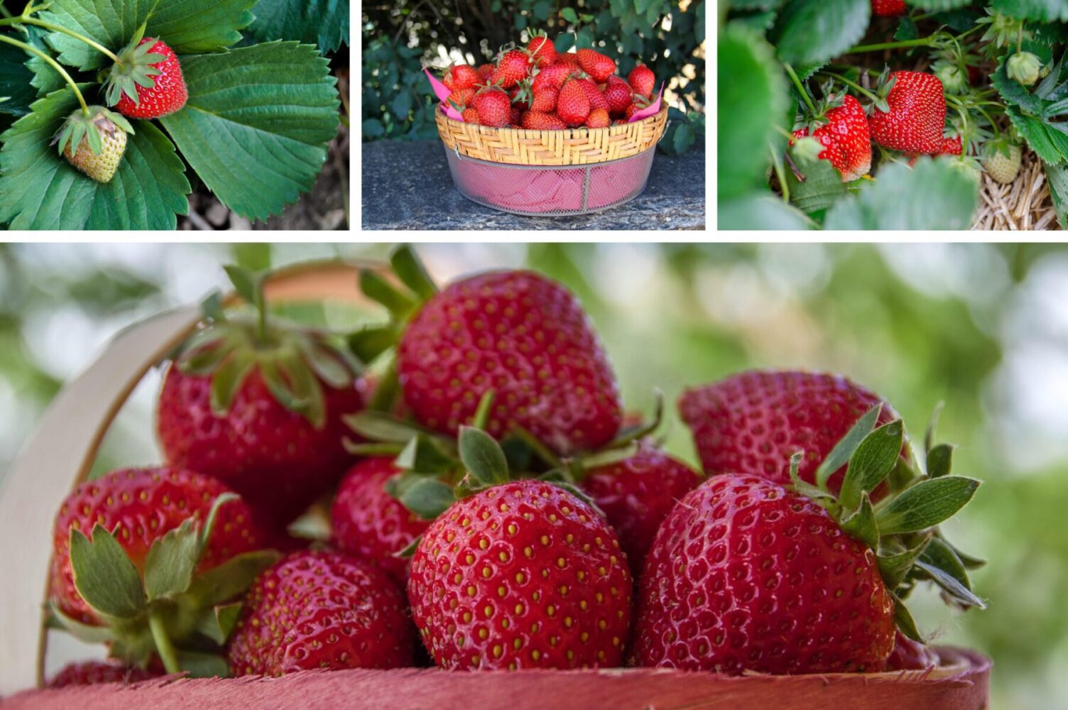 Садівники розсекретили помилки, через які полуниця не дає рясний врожай