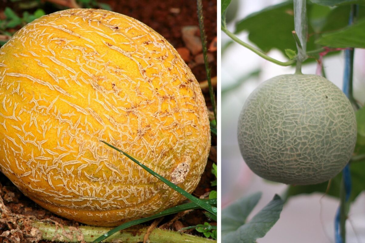 Які сорти дині підібрати для наступного сезону