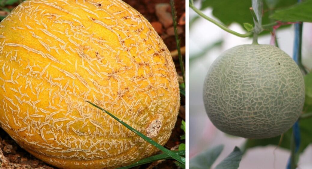 Названо найкращі сорти динь для сезону 2026: рясно плодоносять, не бояться холоду і спеки 