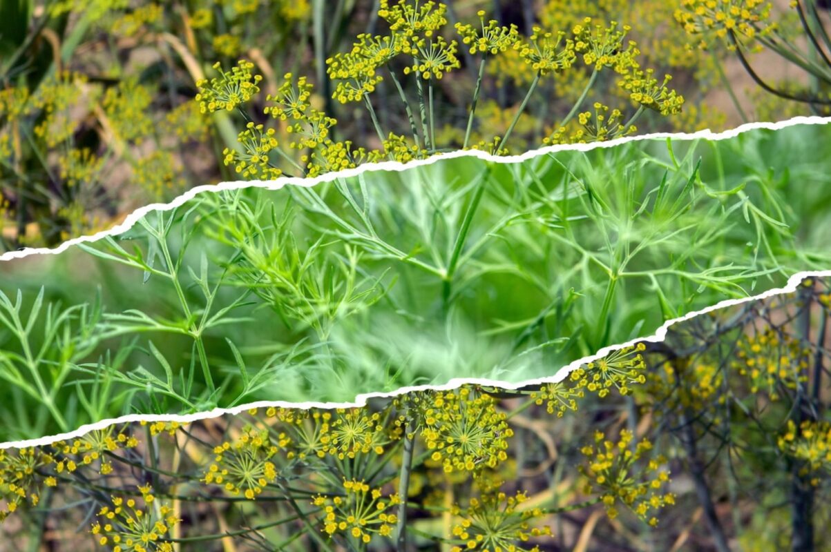 Городники розповіли, як вирощувати кріп навіть взимку – ключові поради