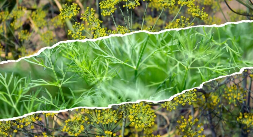 Свіжа зелень завжди під рукою: як вирощувати кріп восени і взимку 2025-2026 