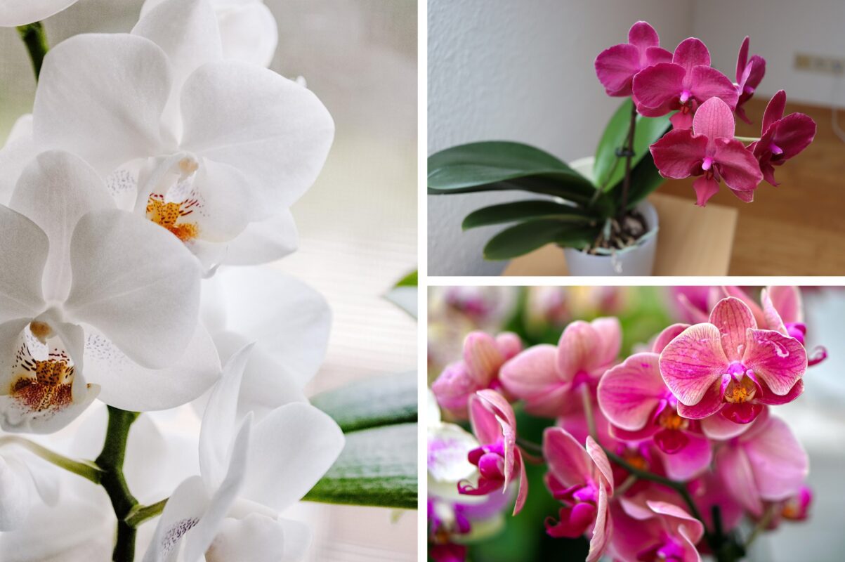 Квітникарі розповіли, чому в орхідеї жовтіє листя і як це виправити