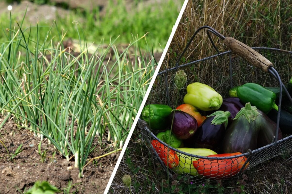 Дачники розповіли, які рослини можна залишити на городі на зиму