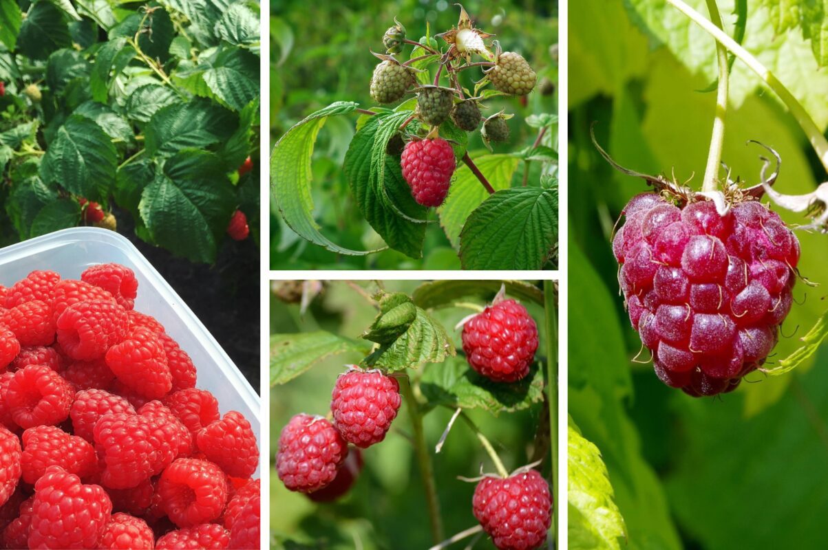 Садівники розповіли, що зробити з малиною восени 2025